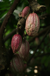 cacao-ice-us-cce-giao-dich-hang-hoa-phai-sinh