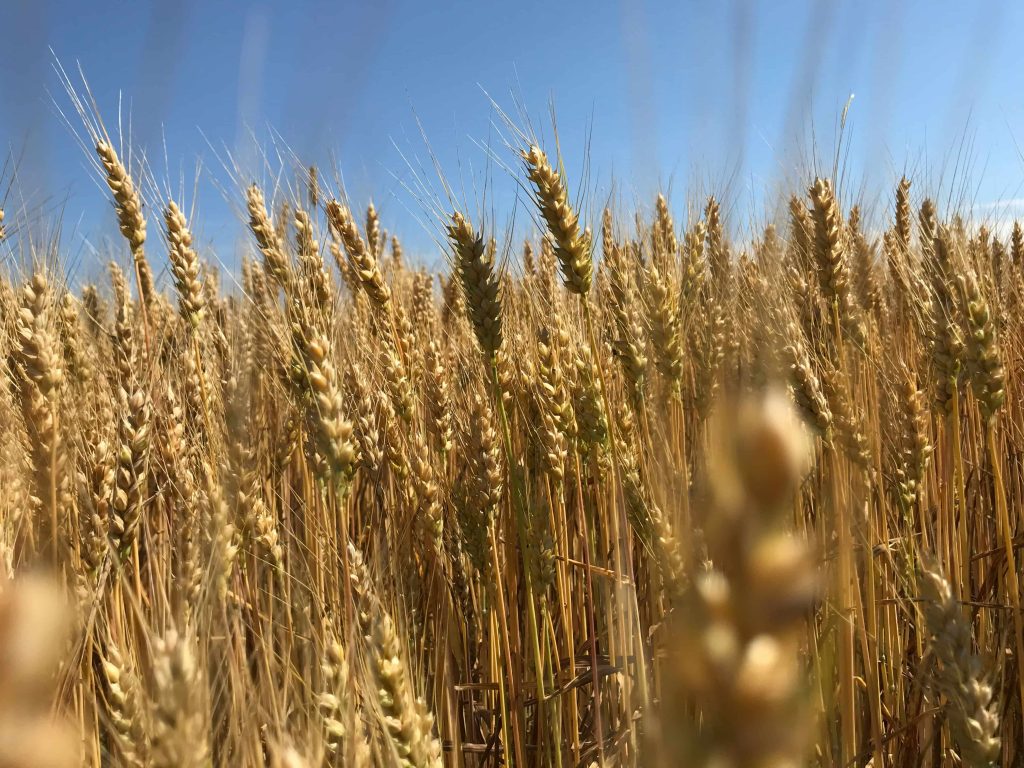 Lúa mì Kansas CBOT trong giao dịch hàng hoá phái sinh