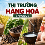 Thị trường hàng hóa ngày 08/09/2026 gạo cao su heo hơi hồ tiêu