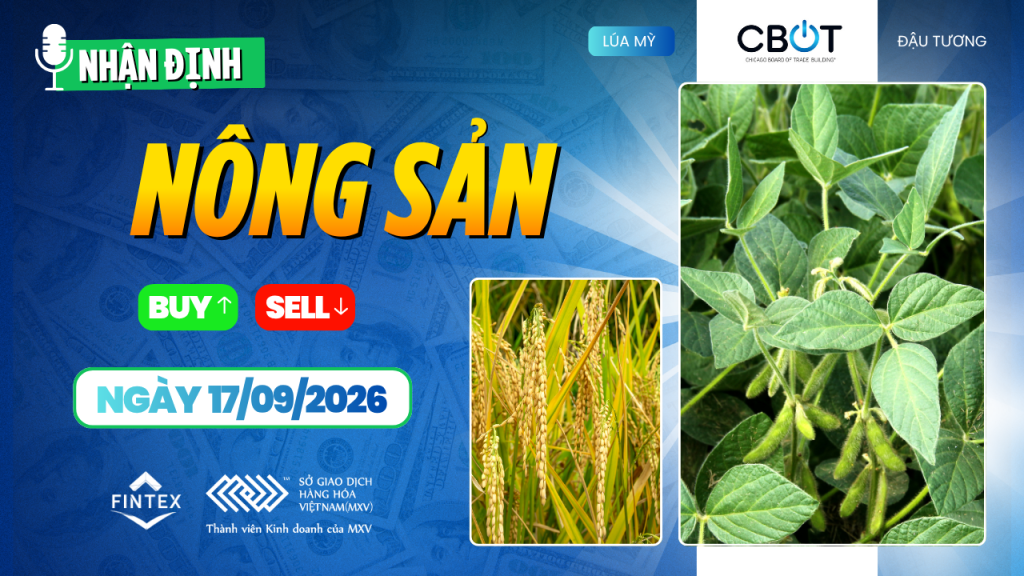 Nhận định thị trường nông sản ngày 17/09/2026 – ngô, đậu tương và lúa mì