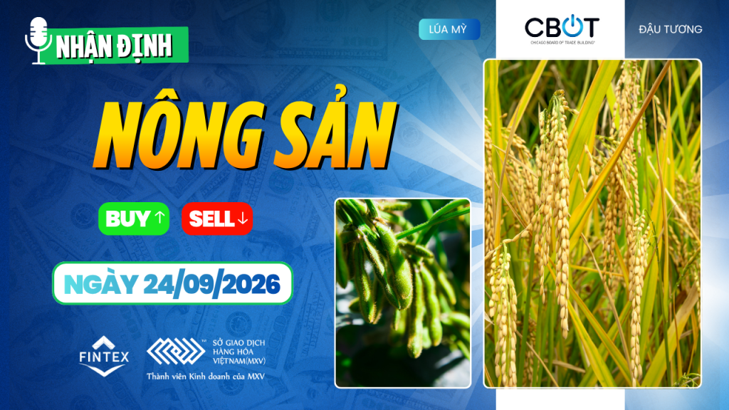 Nhận định thị trường nông sản ngày 24/09/2026: ngô, đậu tương và lúa mì