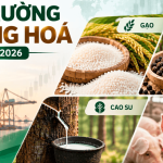 Thị trường hàng hóa ngày 15/9/2026 gạo tăng cao su giảm