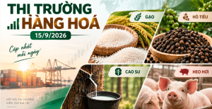 Thị trường hàng hóa ngày 15/9/2026 gạo tăng cao su giảm