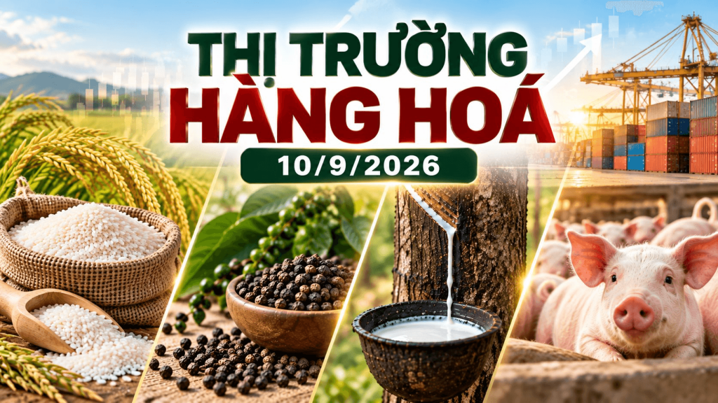Thị trường hàng hóa ngày 10/9/2026 giá tiêu cao su gạo heo hơi